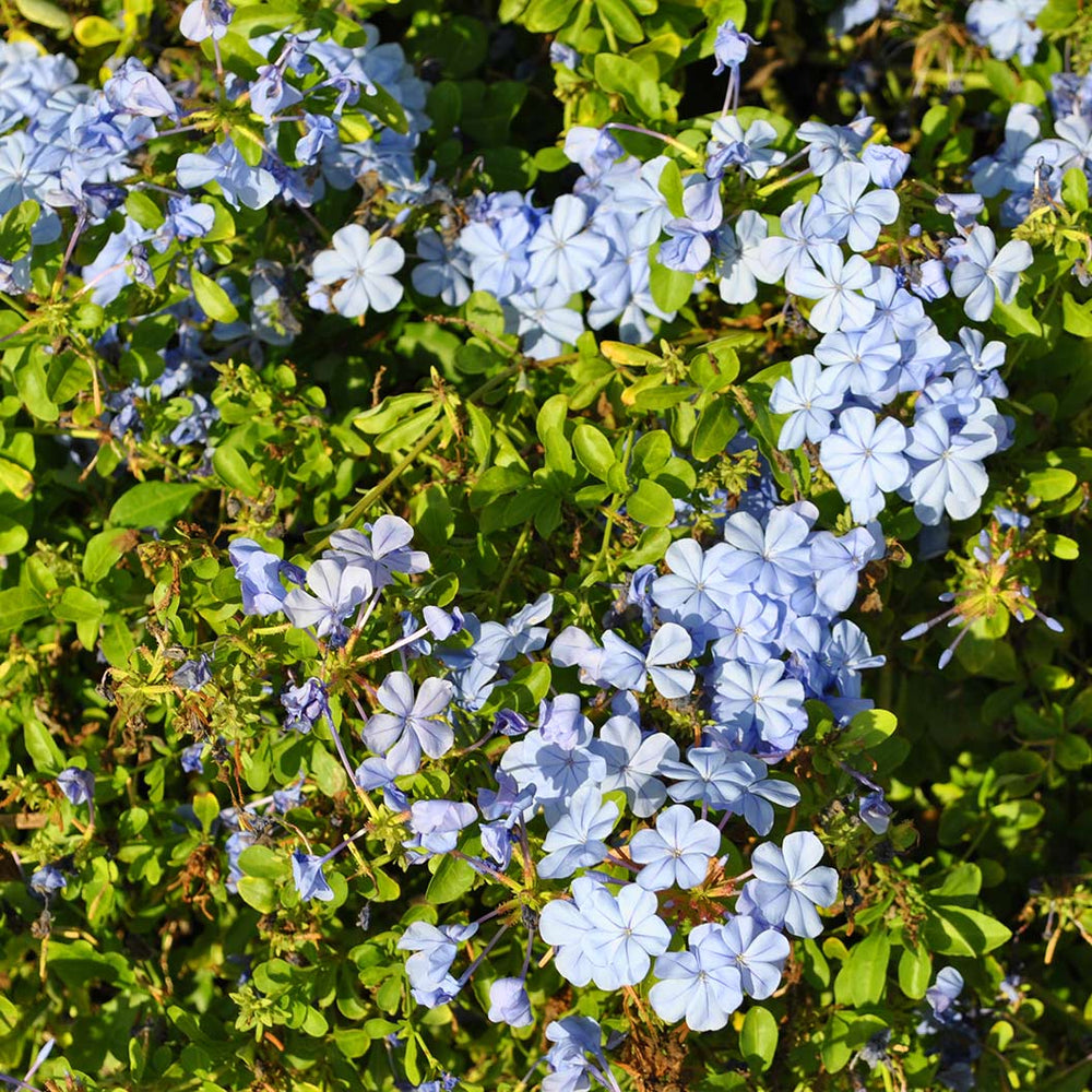 Cape Plumbago Shrub