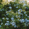 Cape Plumbago Shrub