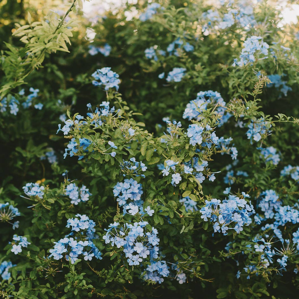 Cape Plumbago Shrub