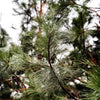 Black Hills Ponderosa Pine Tree