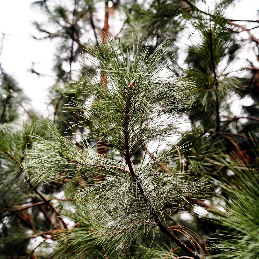 Black Hills Ponderosa Pine Tree