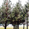 Black Hills Ponderosa Pine Tree