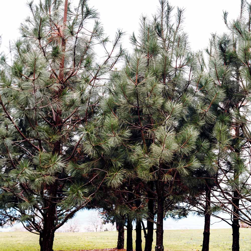 Black Hills Ponderosa Pine Tree