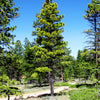 Black Hills Ponderosa Pine Tree