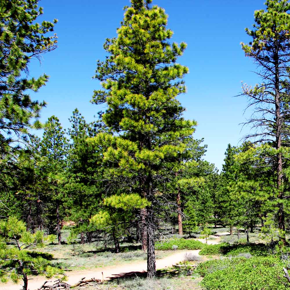 Black Hills Ponderosa Pine Tree