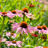 Purple Coneflower Plant