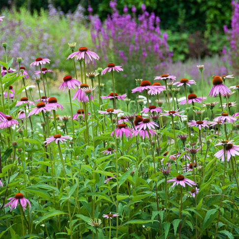 Purple Coneflower Plant