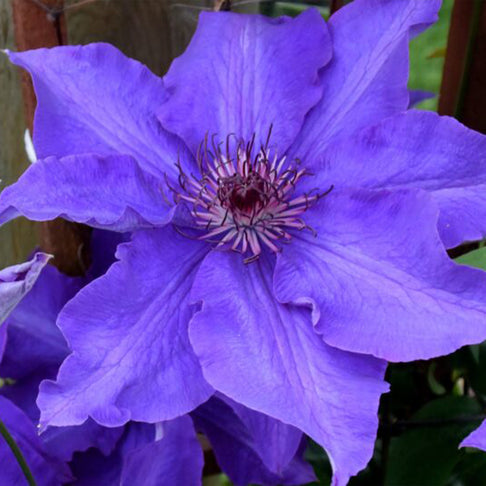 Clematis Vancouver™ Purple Tide Vine