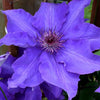 Clematis Vancouver™ Purple Tide Vine