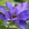Clematis Vancouver™ Purple Tide Vine