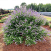 Queen Bee® Vitex Chaste Tree