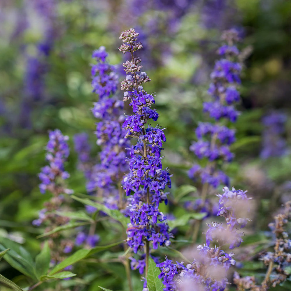 Queen Bee® Vitex Chaste Tree