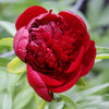 Red Charm Peony