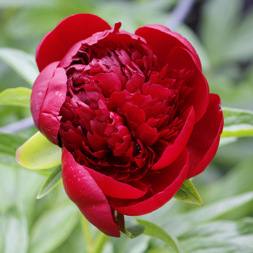 Red Charm Peony