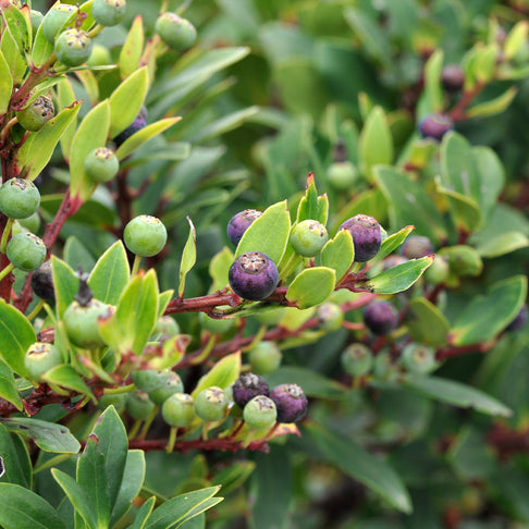 Red Huckleberry Shrub
