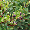 Red Huckleberry Shrub