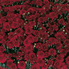 Red Belgian Mums®