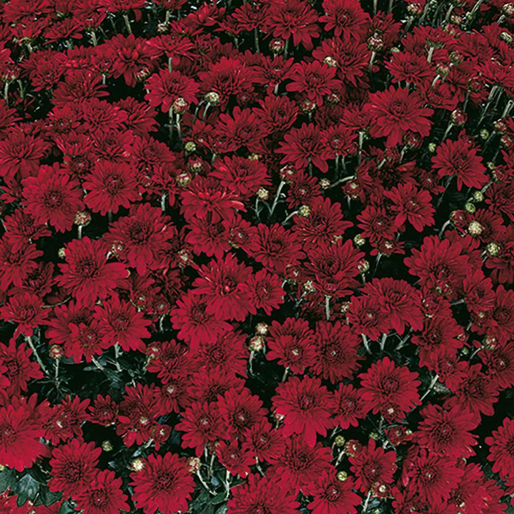 Red Belgian Mums®