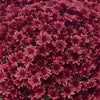 Red Belgian Mums®