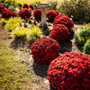 Red Belgian Mums®
