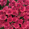 Red Belgian Mums®