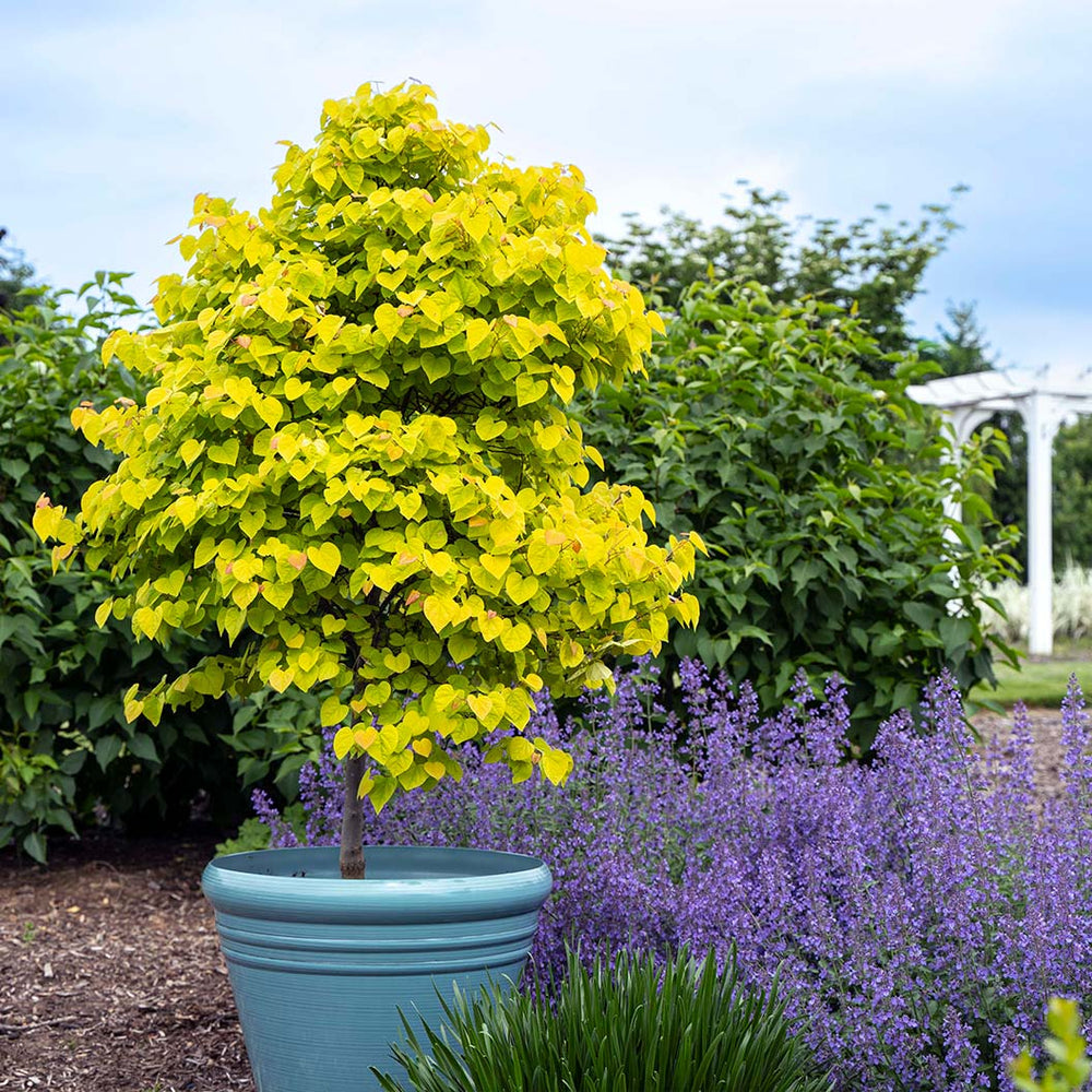 Garden Gems® Citrine Redbud Tree