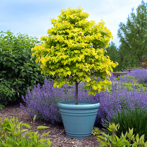 Garden Gems® Citrine Redbud Tree