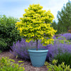 Garden Gems® Citrine Redbud Tree