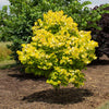 Garden Gems® Citrine Redbud Tree