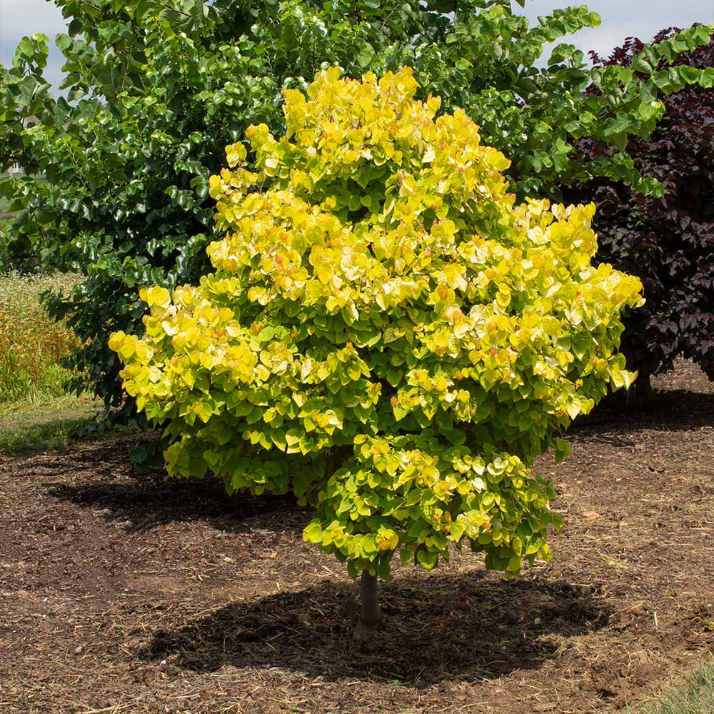 Garden Gems® Citrine Redbud Tree