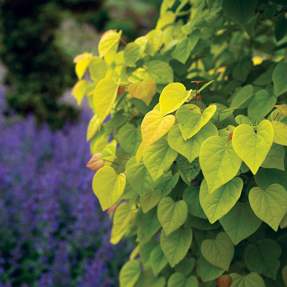 Garden Gems® Citrine Redbud Tree