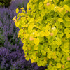 Garden Gems® Citrine Redbud Tree