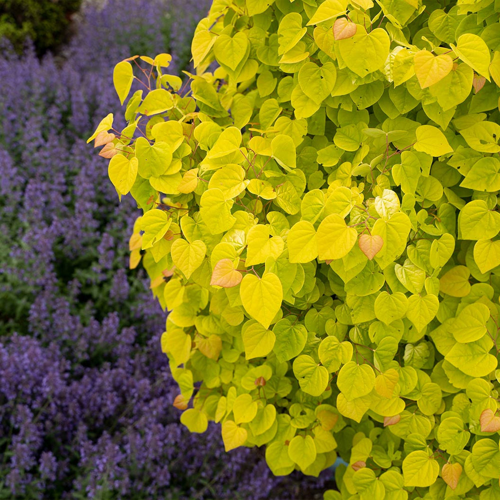 Garden Gems® Citrine Redbud Tree