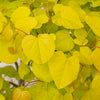 Garden Gems® Citrine Redbud Tree