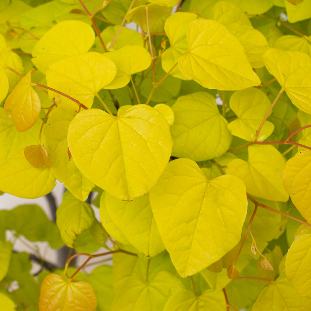Garden Gems® Citrine Redbud Tree