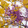 Garden Gems® Citrine Redbud Tree