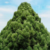 Dense Jade Cryptomeria Bush (Tree Form)