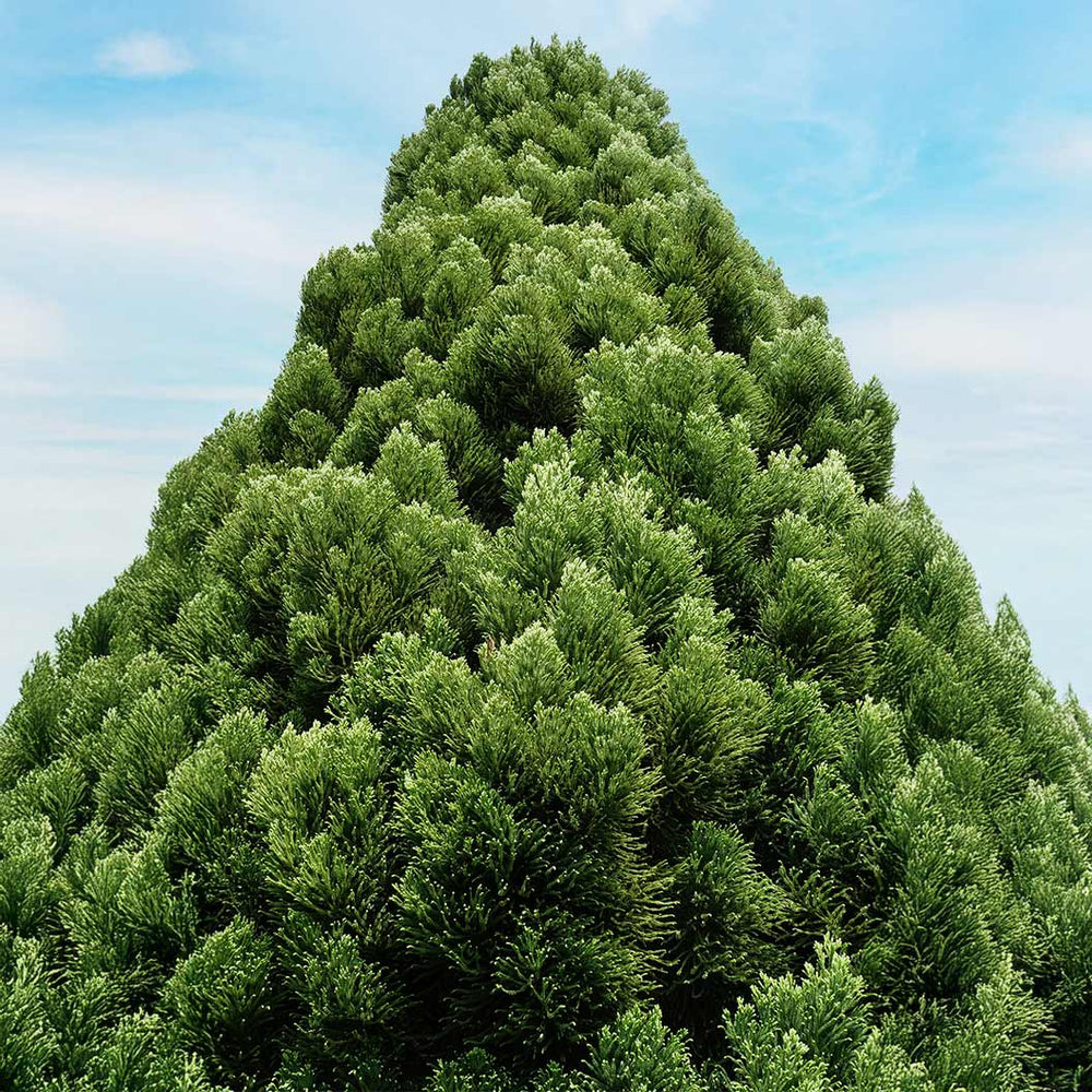 Dense Jade Cryptomeria Bush (Tree Form)