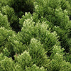 Dense Jade Cryptomeria Bush (Tree Form)