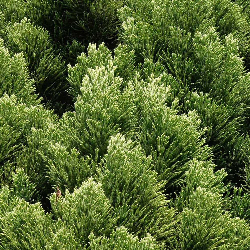 Dense Jade Cryptomeria Bush (Tree Form)