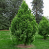 Dense Jade Cryptomeria Bush (Tree Form)