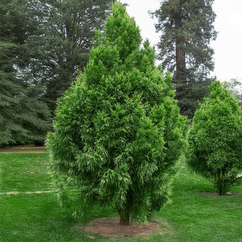 Dense Jade Cryptomeria Bush (Tree Form)