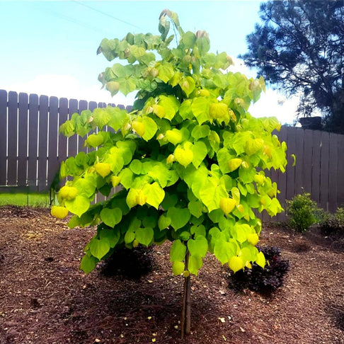 Rise 'N Shine Redbud Tree