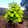 Rise 'N Shine Redbud Tree