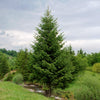 Royal Splendor® Norway Spruce Tree