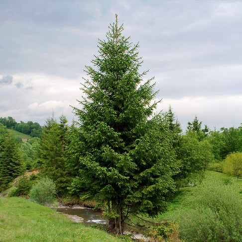 Royal Splendor® Norway Spruce Tree
