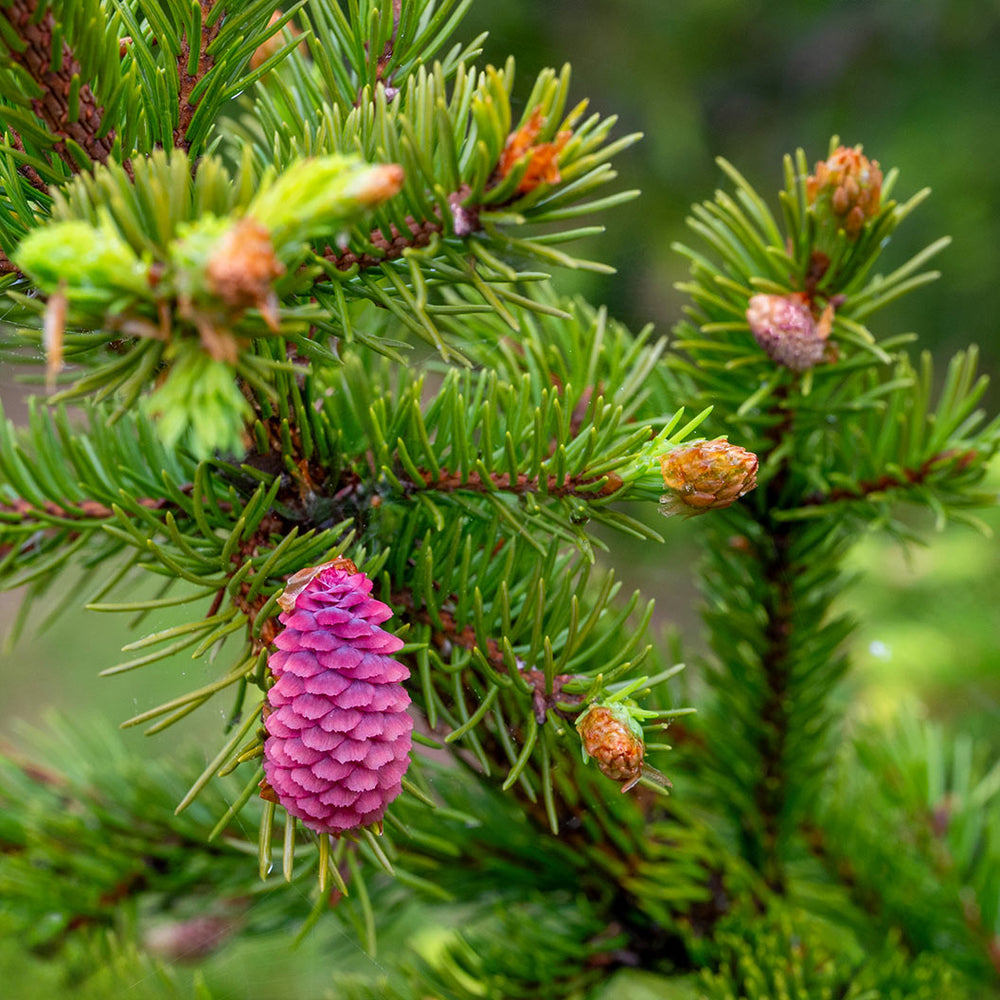 Royal Splendor® Norway Spruce Tree