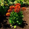 Solar Sisters™ Black Eyed Susan Plant