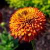 Solar Sisters™ Black Eyed Susan Plant
