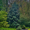Southern Living® Screen Play Holly Shrub